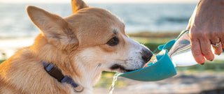 Hidratación: ¿Cuánta agua debe tomar mi perro?