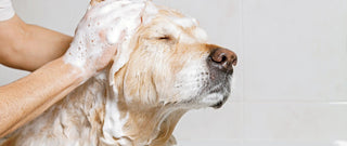 Acciones y cuidados de higiene para perros